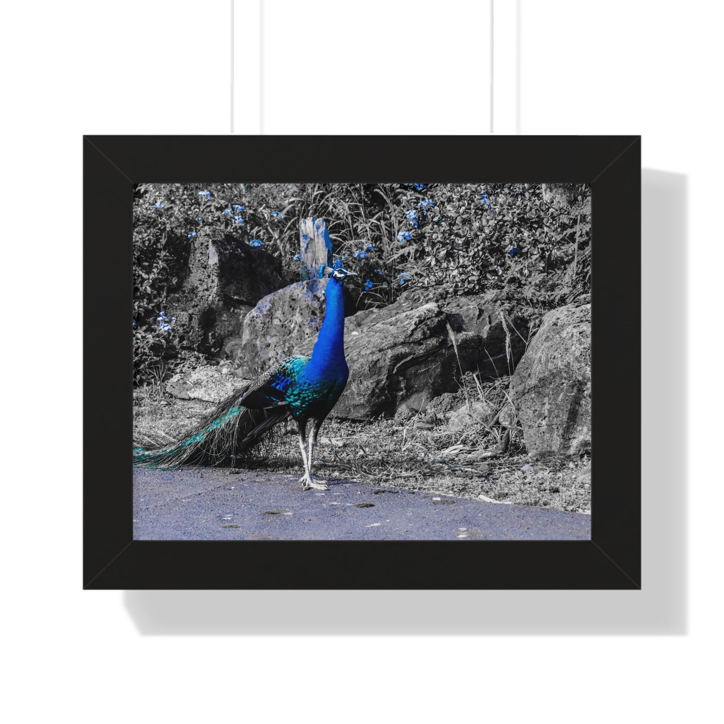 Majestic Peacock: Tropical Stroll in Hawaii - Framed Photography Print