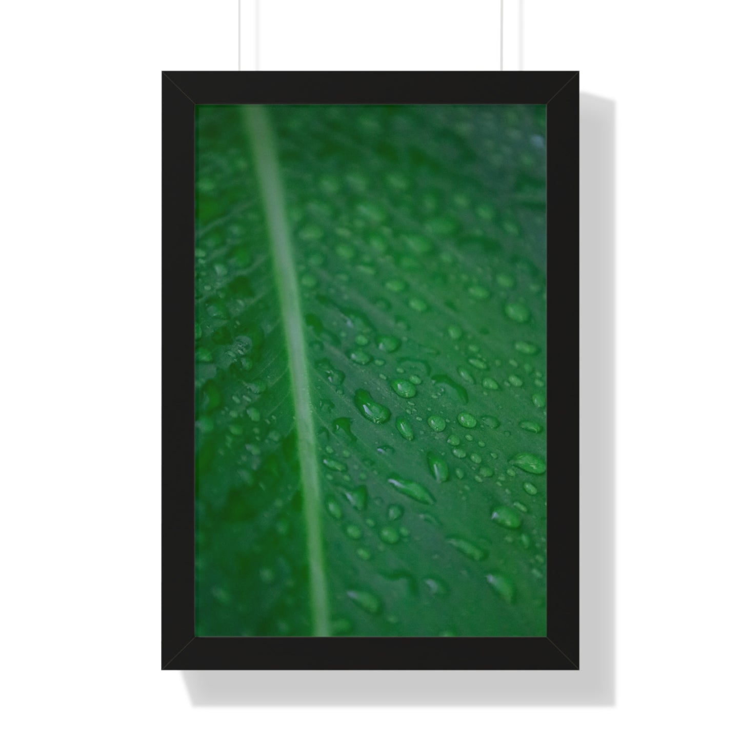Nature's Detail:  Leaf with Water Drops - Framed Photography Print
