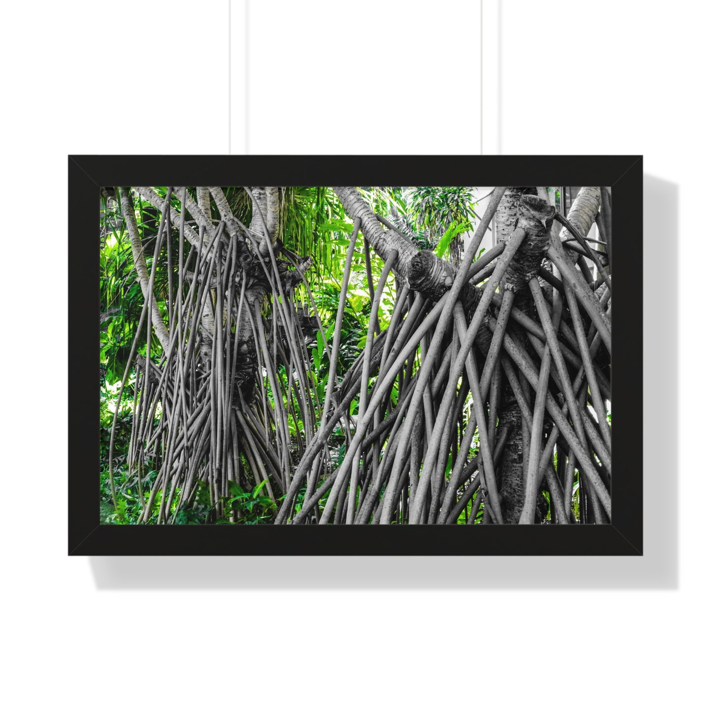 Hawaiian Wonder: Unique Tree with Draping Limbs - Photography Print