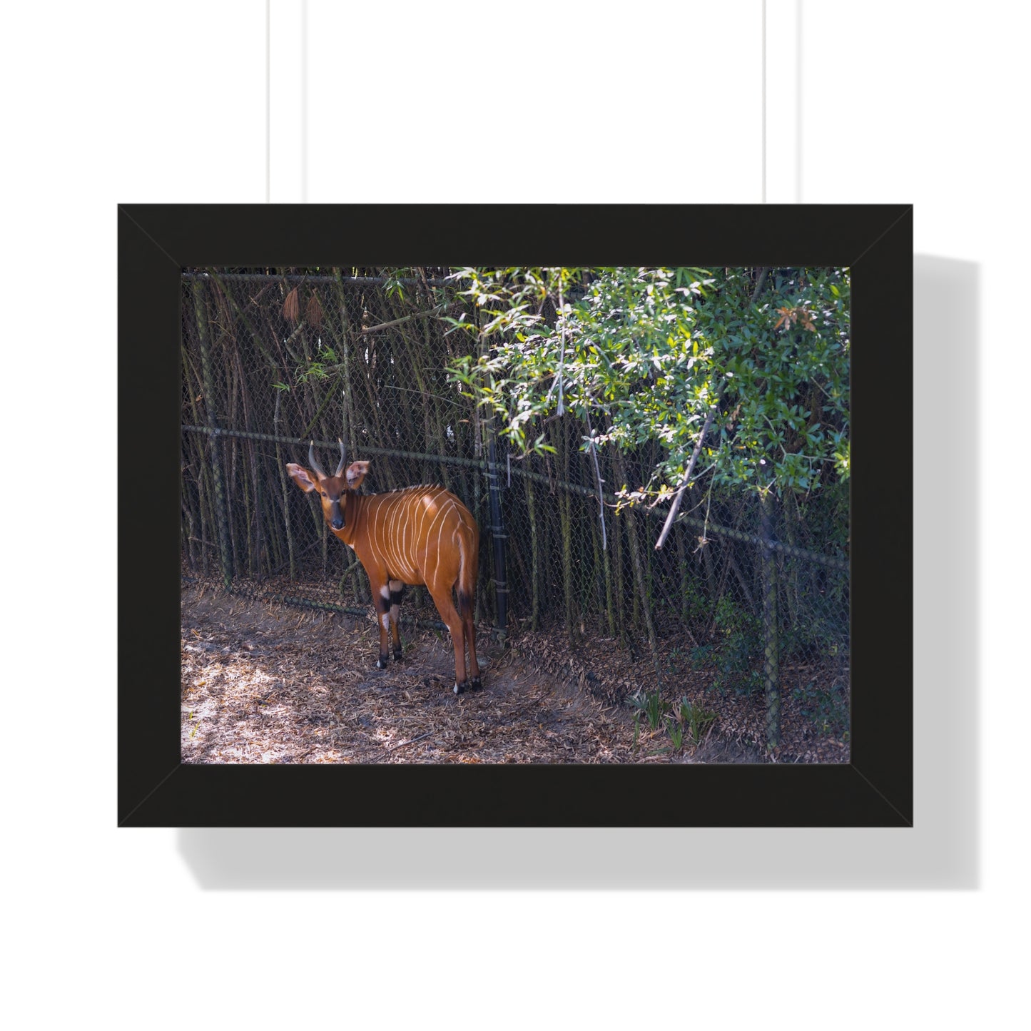 Graceful Presence: A Bongo  - Framed Photography Print