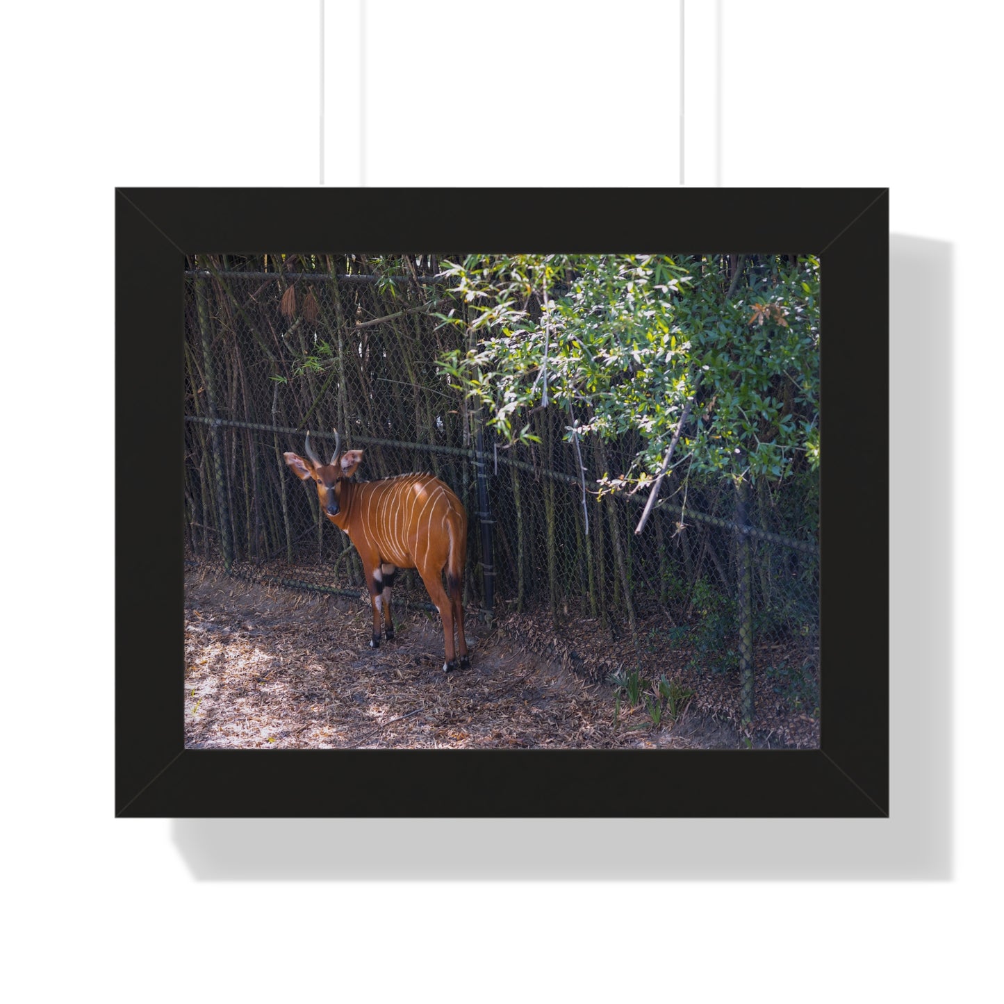 Graceful Presence: A Bongo  - Framed Photography Print