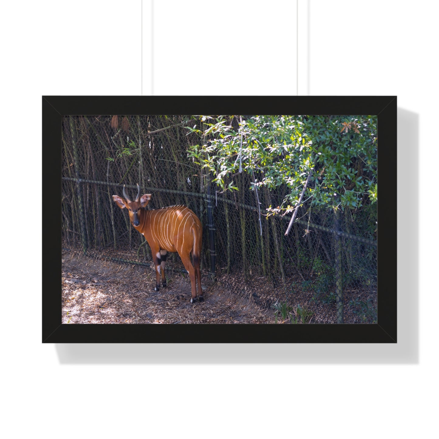 Graceful Presence: A Bongo  - Framed Photography Print