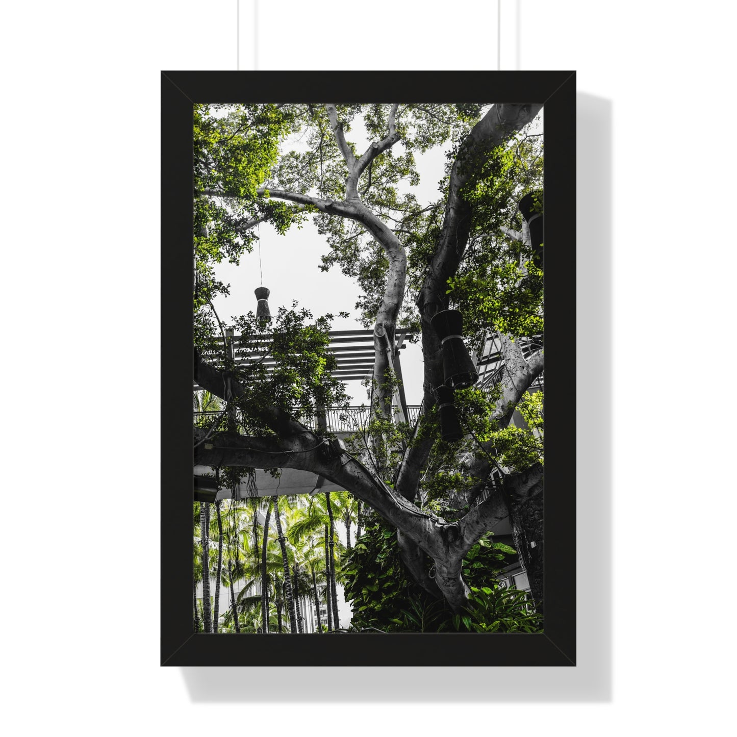 Hawaiian Park: Enchanted Tree with Lanterns - Photography Print