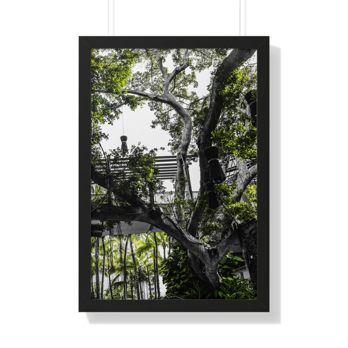 Hawaiian Park: Enchanted Tree with Lanterns - Photography Print